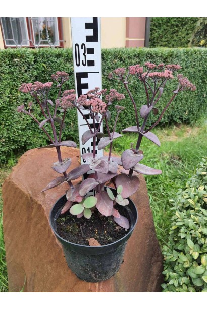 Очиток-седум гибридный Джози Аубергайн  - 3л/вис.25-30см/Ø20см